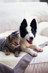 Dog and Cat Reclining on a Blanket